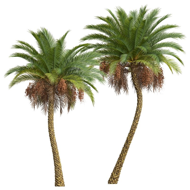 AV Phoenix Sylvestris Fruit and Phoenix Canariensis Decorative Garden Image 1