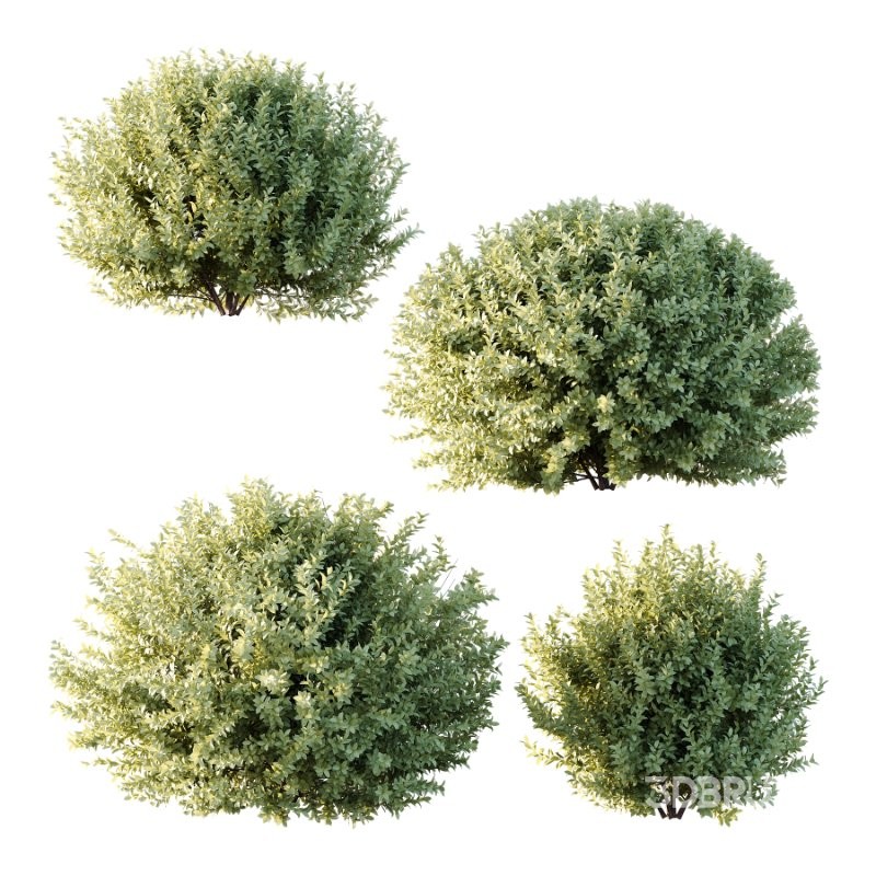 Frutices Fortescue Euonymus 09 Image 1