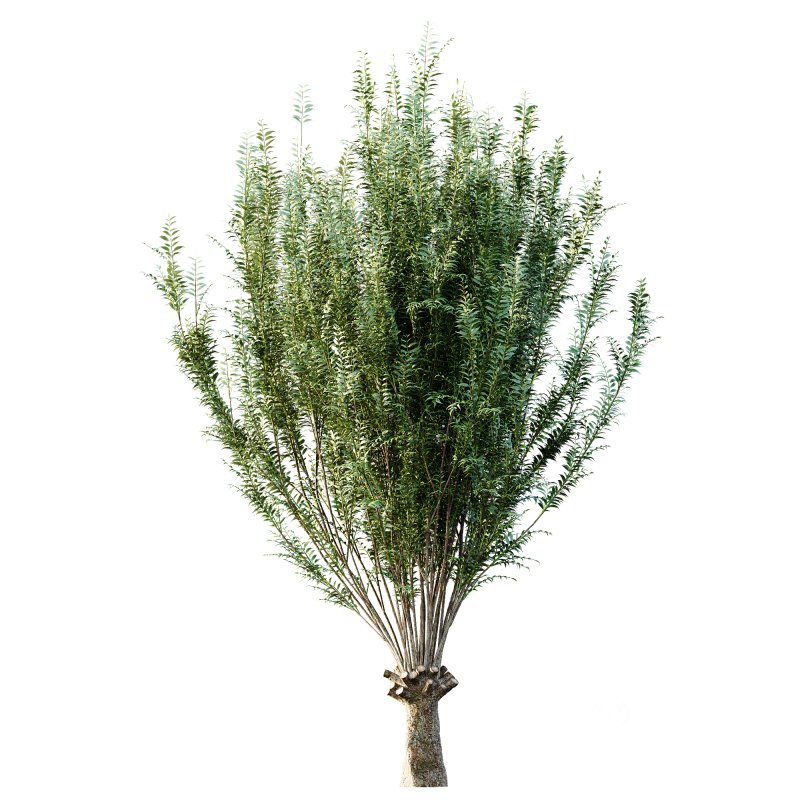 ntal compositions. Image 2