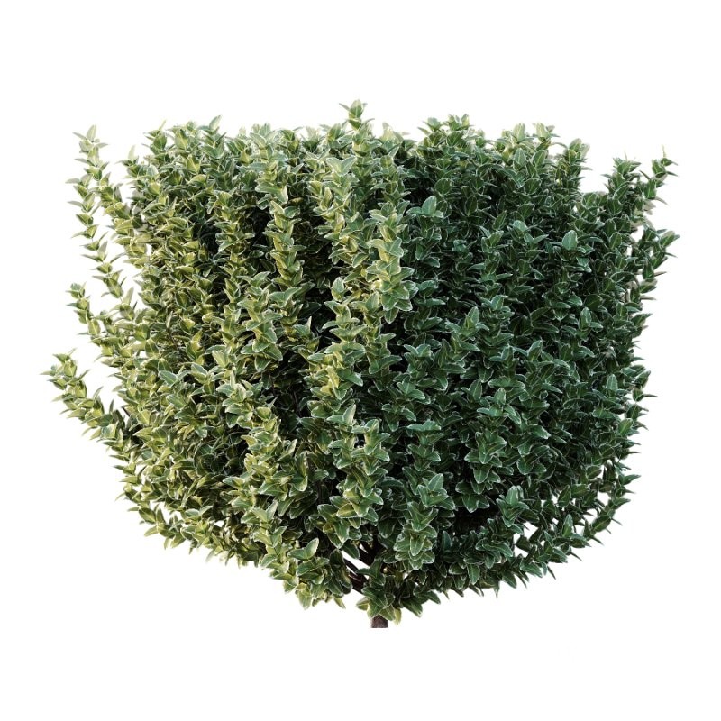 s vary widely among different species and between different English-speaking countries, but include spindle (or spindle tree), burning-bush, strawberry-bush, wahoo, wintercreeper, or simply euonymus. It has about 140 species of deciduous and evergreen shrubs, small trees and lianas. They are mostly native to East Asia, extending to the Himalayas, and they are also distributed in Europe, Australasia, North America, and Madagascar. Fifty species are endemic to China.The inconspicuous flowers occur in small groups, and can be green, yellow, pink or maroon in color depending on species. The leaves are opposite (rarely alternate) and simple ovoid, typically 2–15 cm long, and usually with a finely serrated margin. The fruit is a pink or white four- or five-valved pod-like berry, which splits open to reveal the fleshy-coated orange or red seeds. Image 4