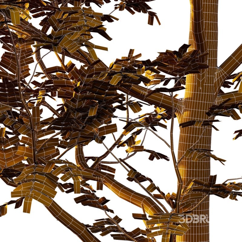 Rowan tree 01 Image 3