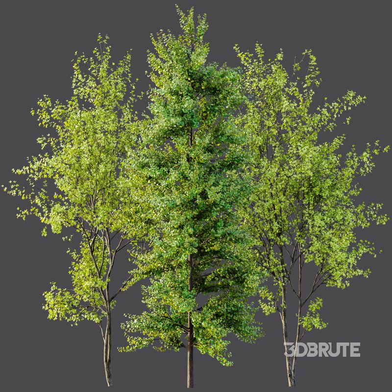 AV Acer Saccharinum and European Bladdernut Spring 2 Trees Image 7