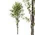 AV Carpinus Betulus and Alnus Glutinosa - Thumbnail 2