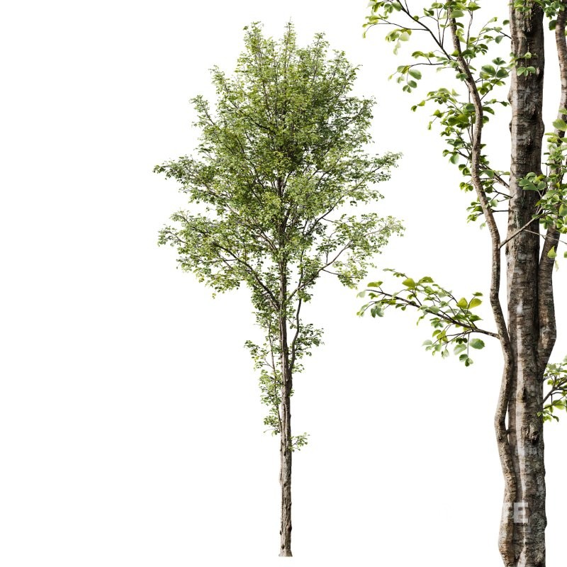 AV Carpinus Betulus and Alnus Glutinosa Image 2