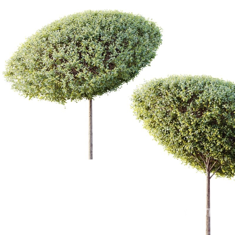 AV Plants Bush Ficus Concinna Bonsai Pruned Version15 Image 1