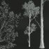 AV Fagus Grandifolia and Fagus Sylvatica - Thumbnail 11