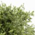 AV Water gum and Carpinus Betulus 3 trees - Thumbnail 4