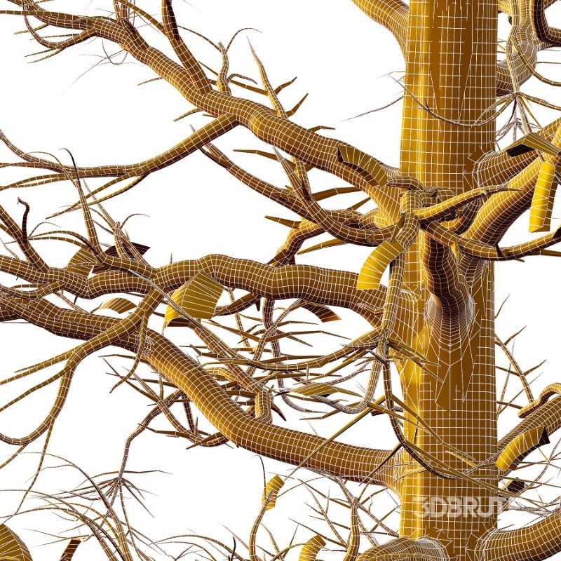 Mountain Ash Tree 18 Image 4