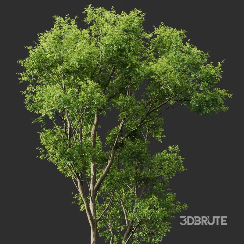 AV Celtis Australis Image 2