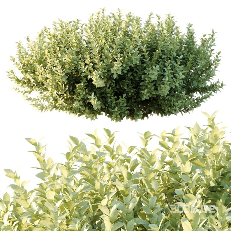 Frutices Fortescue Euonymus 11 Image 3