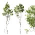 AV 4 trees Castanea Sativa and Betula Pendula - Thumbnail 3