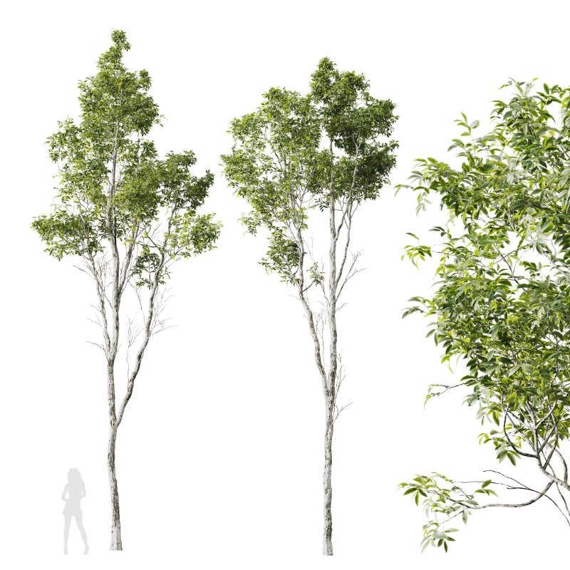 AV 4 trees Castanea Sativa and Betula Pendula Image 3