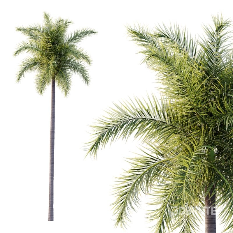 Roystonea Regia Tree 04 Image 4