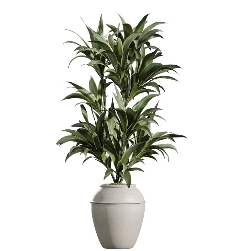 AV Indoor Plants Set 409 Olive Ficus Schefflera Lemon Image 1