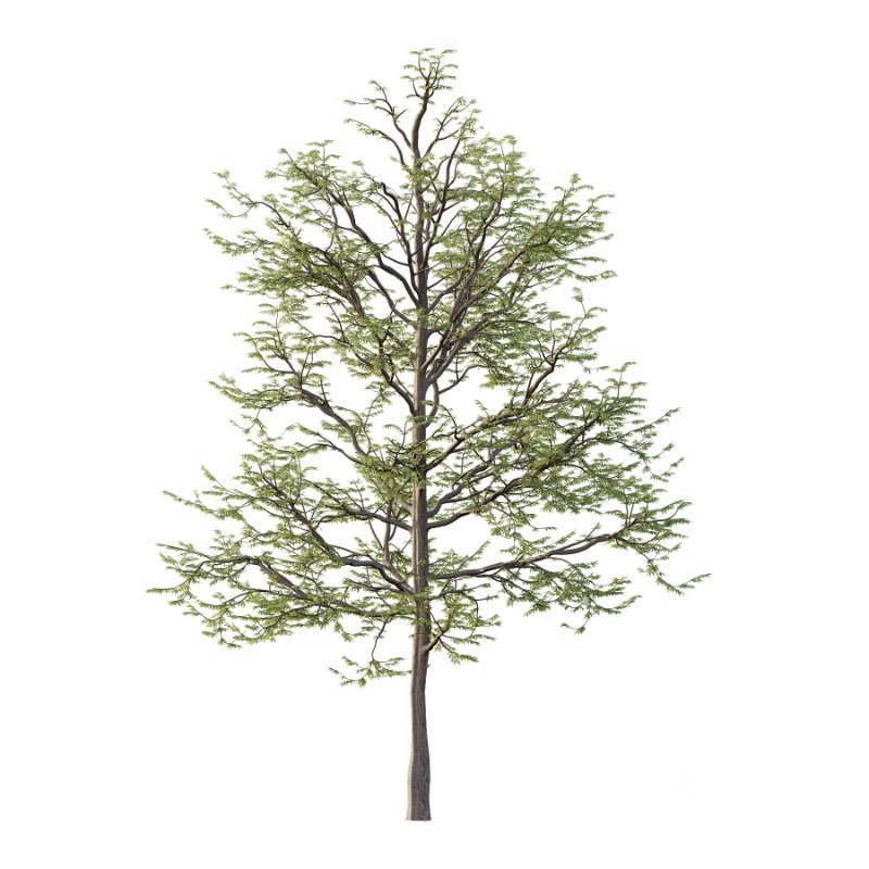 Mountain Ash Tree 013 Image 1