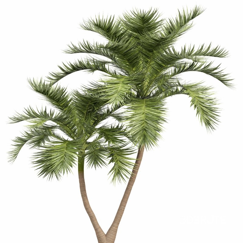 ntal palm fruits that make this species a striking centerpiece in any exterior visualization. Image 2