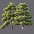 AV 2 trees Pinus Bonsai Sylvestris Pine Parviflora Scotch Contorta - Thumbnail 5