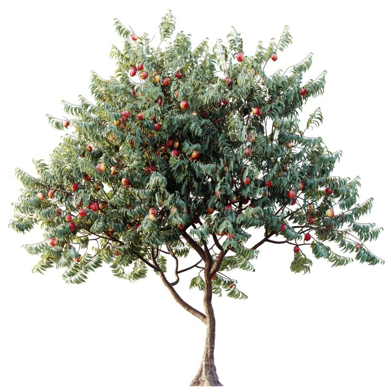 AV Amygdalus Persica Peach Version02 Image 1