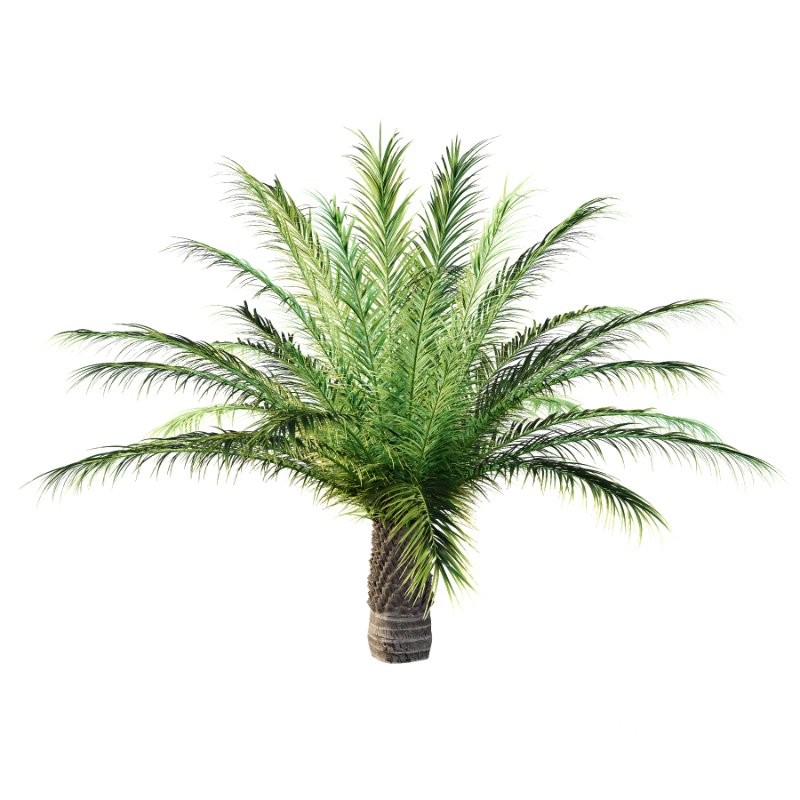 Phoenix roebelenii Palm Trees 04 Image 1