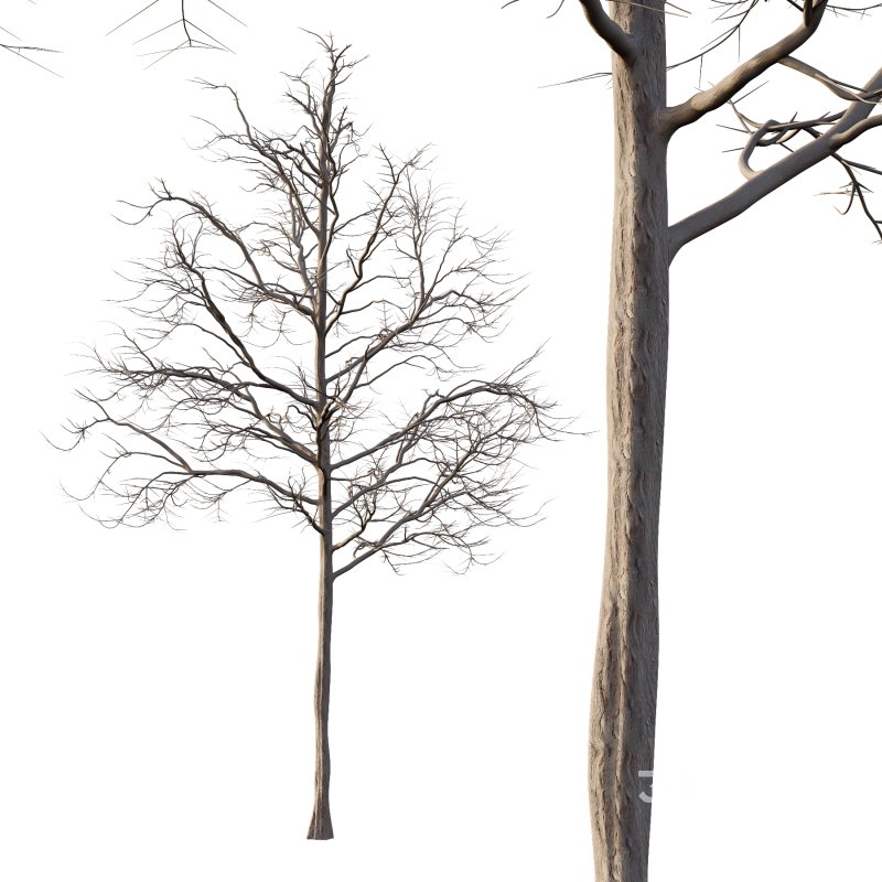 Mountain Ash Tree 06 Image 3