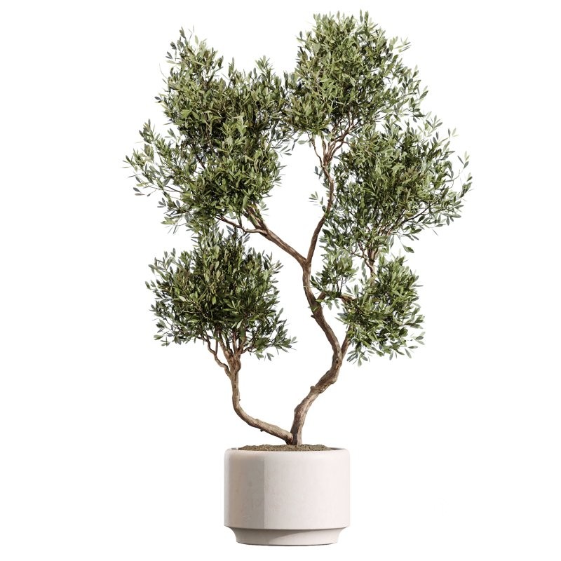 AV Indoor Plants Set 408 Banana Ficus Swiss Cheese olive Lemon Image 2