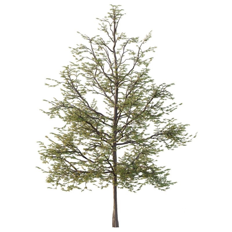 Mountain Ash Tree 10 Image 2