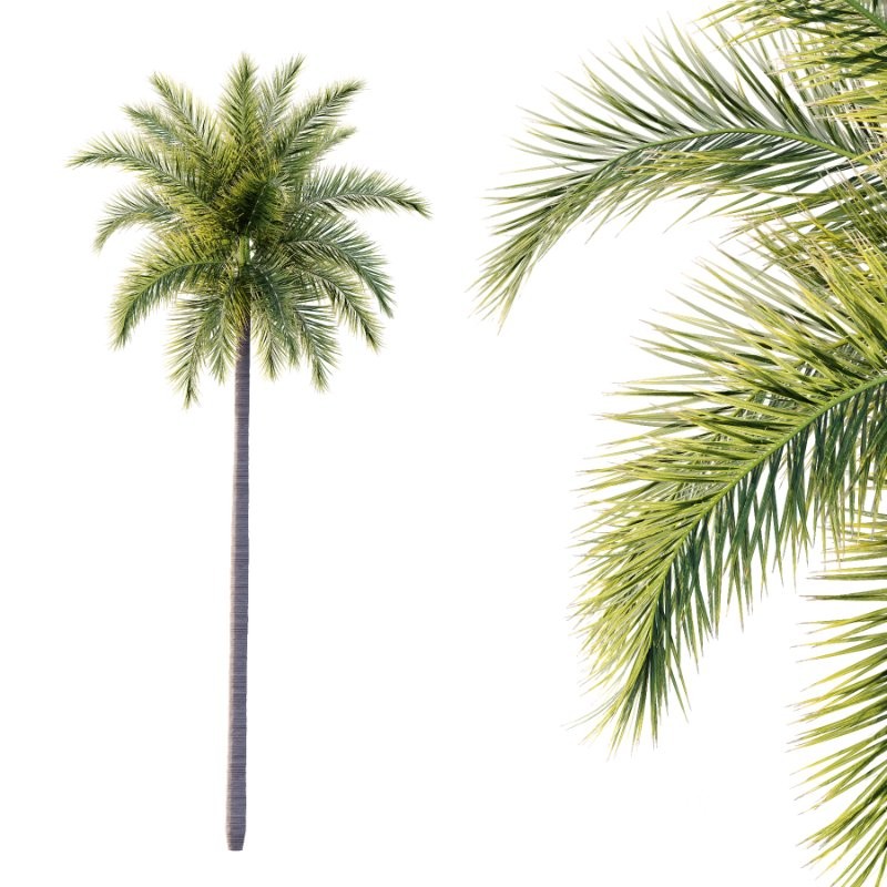 Roystonea Regia Tree 05 Image 5