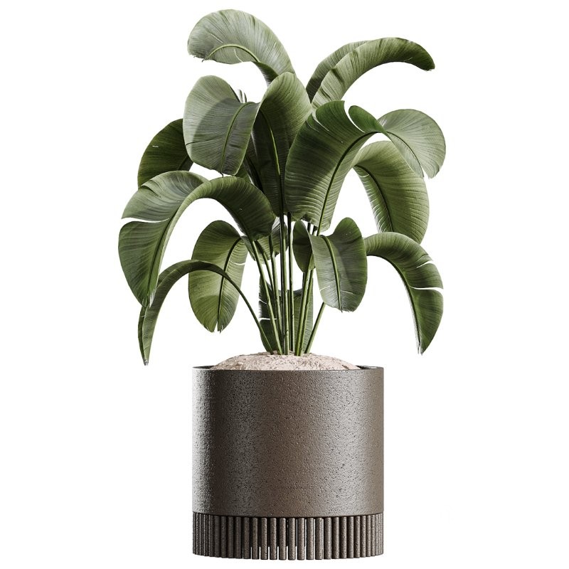 AV Indoor Plants Set 412 Banana Olive Ficus Fig Sansevieria Image 4