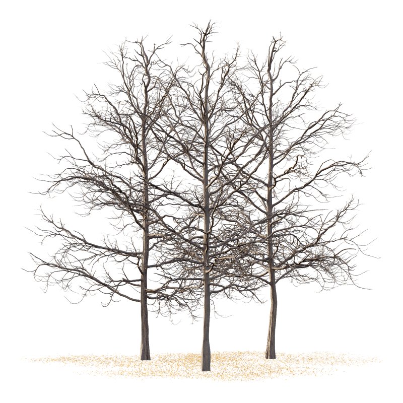 Mountain Ash Tree 03 Image 1