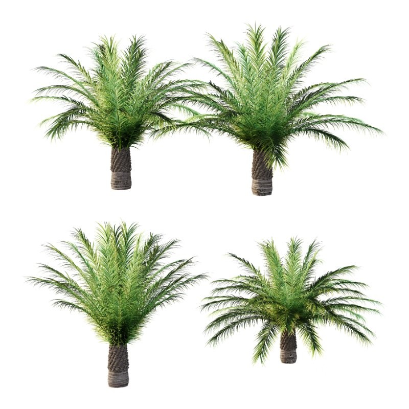 Phoenix roebelenii Palm Trees 04 Image 5