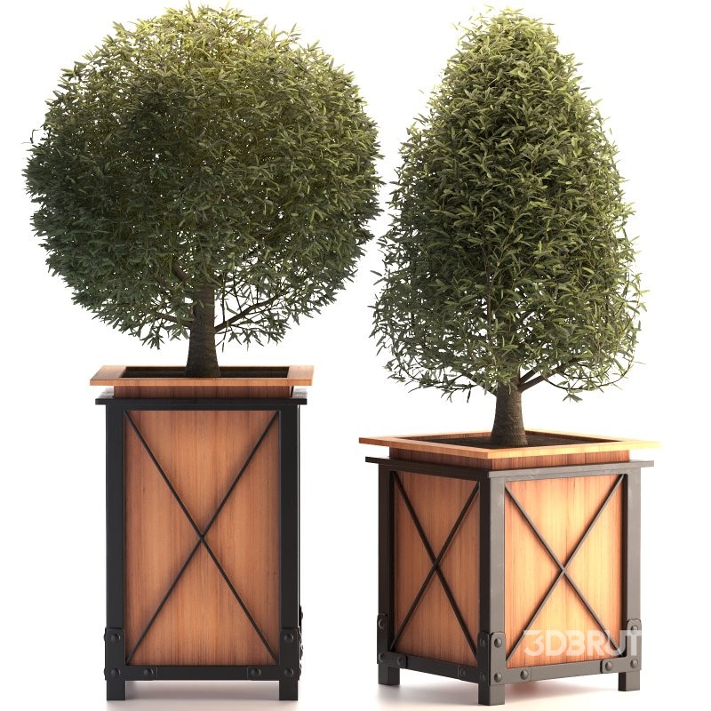 Outdoor Plant 01 Image 4