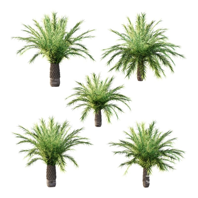 Phoenix roebelenii Palm Trees 03 Image 6