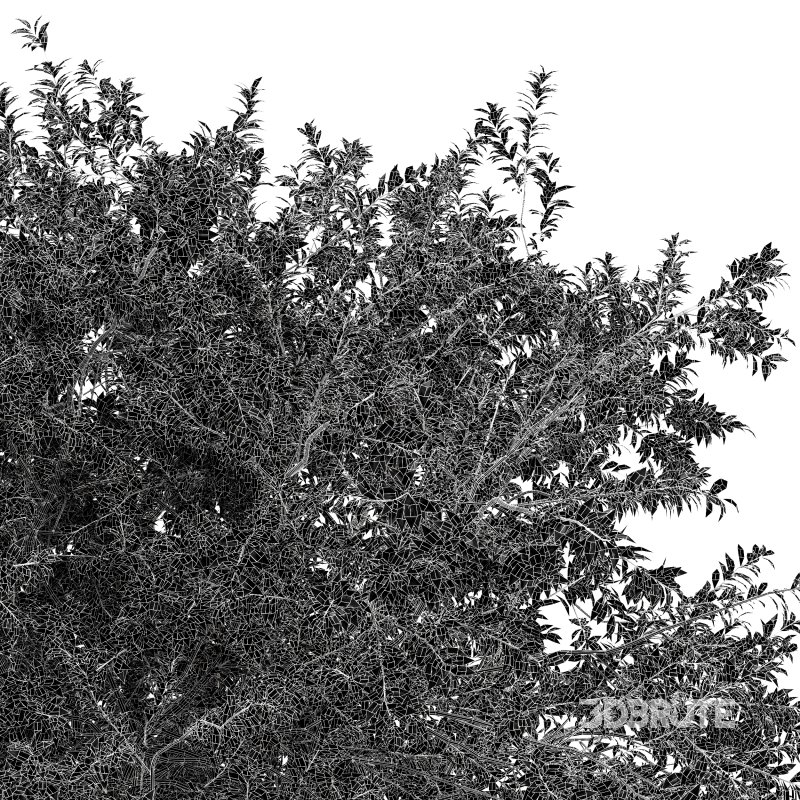 AV Water gum and Carpinus Betulus 3 trees Image 7