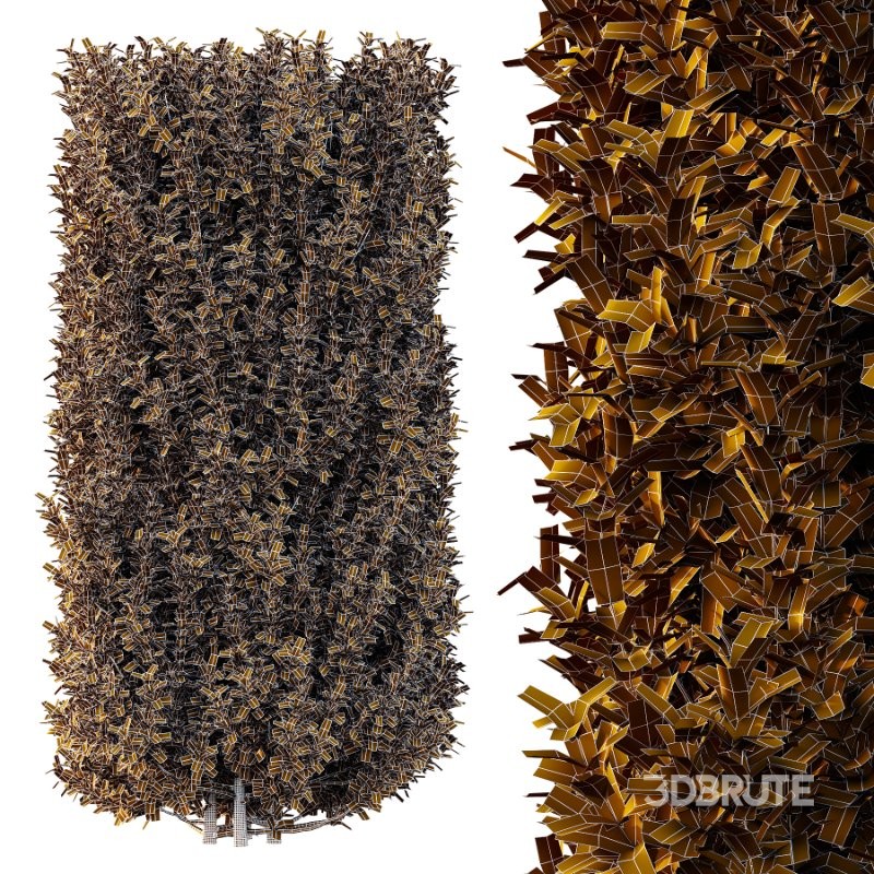 Frutices Fortescue Euonymus 07 Image 5