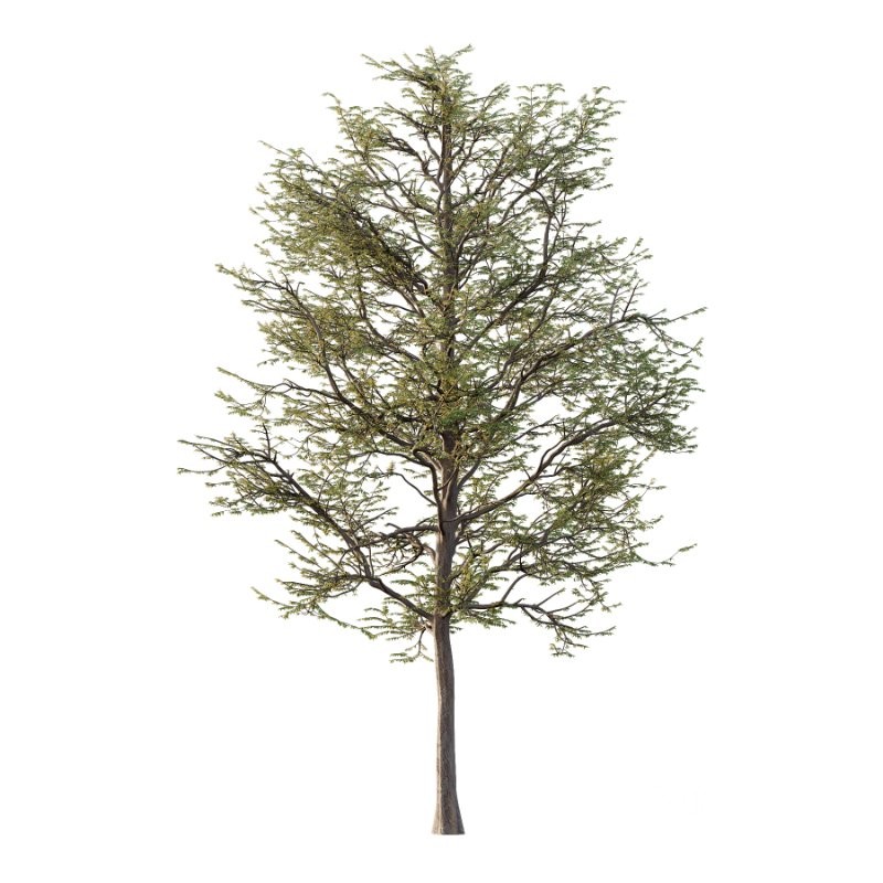 Mountain Ash Tree 12 Image 2