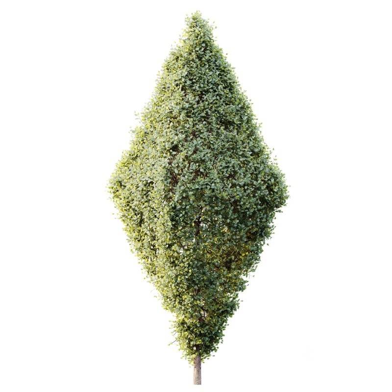 AV Plants Bush Ficus Concinna Bonsai Pruned Version14 Image 1