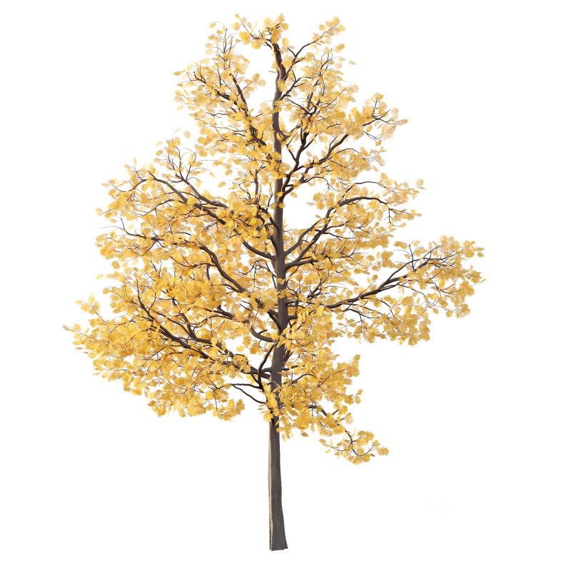 Mountain Ash Tree 01 Image 4