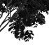 AV Acer Saccharinum and Japanese Cherry Leaf - Thumbnail 6