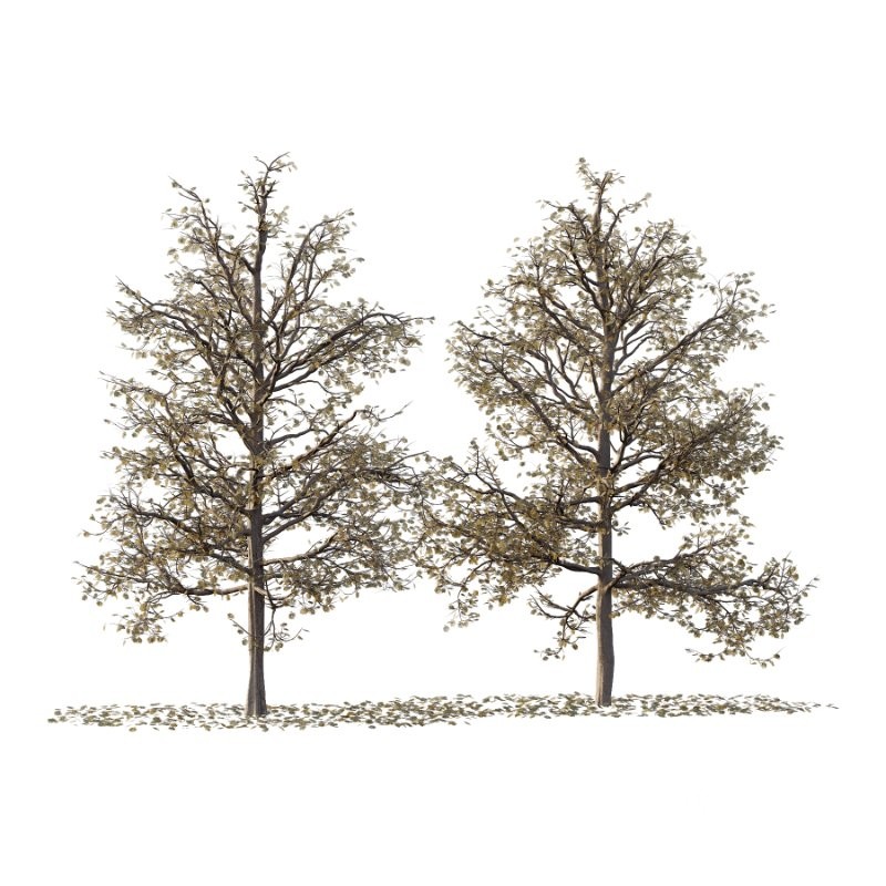 Mountain Ash Tree 17 Image 4