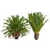 AV Phoenix Sylvestris Fruit and Phoenix Canariensis Decorative Garden - Thumbnail 2