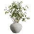 AV Indoor Plants Set 410 Orange Palm Ficus Marginata Olive - Thumbnail 2