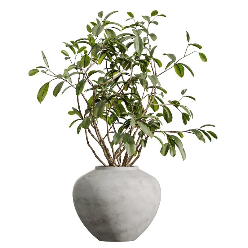 AV Indoor Plants Set 410 Orange Palm Ficus Marginata Olive Image 2
