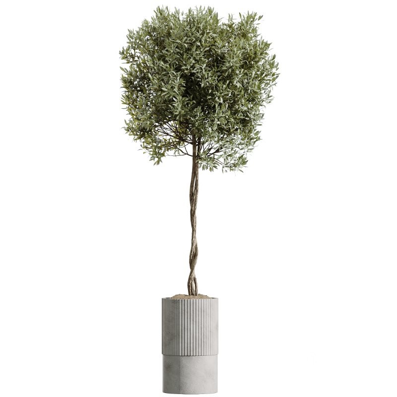 AV Indoor Plants Set 410 Orange Palm Ficus Marginata Olive Image 4