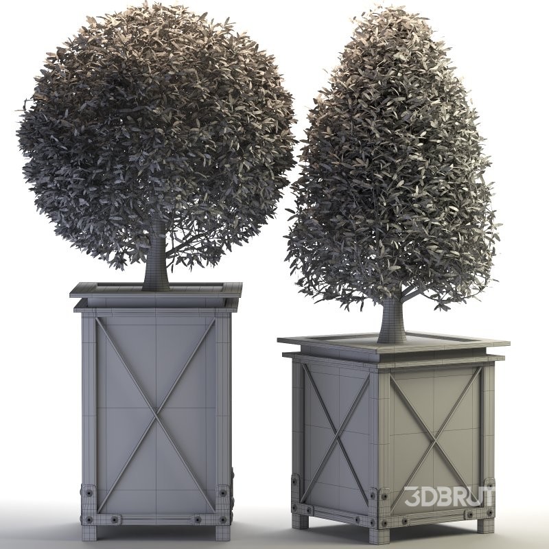 Outdoor Plant 01 Image 2