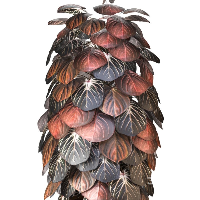 Boho Pot Plants 02 Image 5