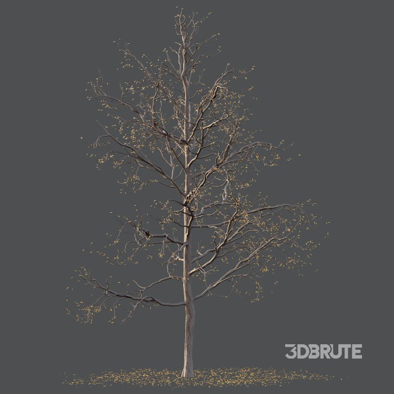 Mountain Ash Tree 02 Image 5