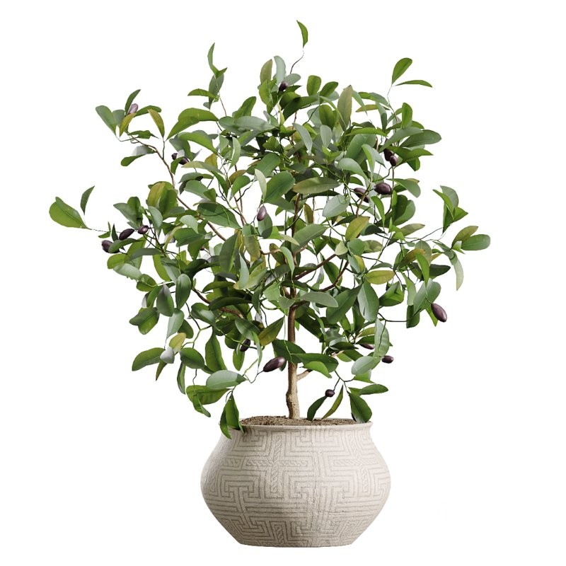 AV Indoor Plants Set 407 Briful Banana Palm Ficus Binnendijkii Image 2