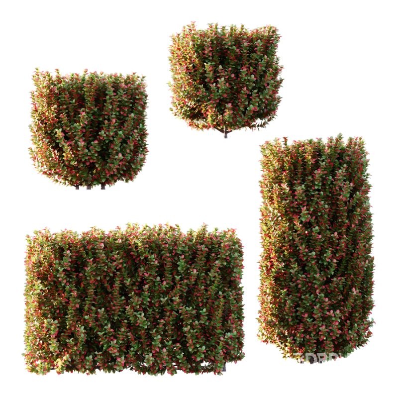 s vary widely among different species and between different English-speaking countries, but include spindle (or spindle tree), burning-bush, strawberry-bush, wahoo, wintercreeper, or simply euonymus. It has about 140 species of deciduous and evergreen shrubs, small trees and lianas. They are mostly native to East Asia, extending to the Himalayas, and they are also distributed in Europe, Australasia, North America, and Madagascar. Fifty species are endemic to China. Image 4