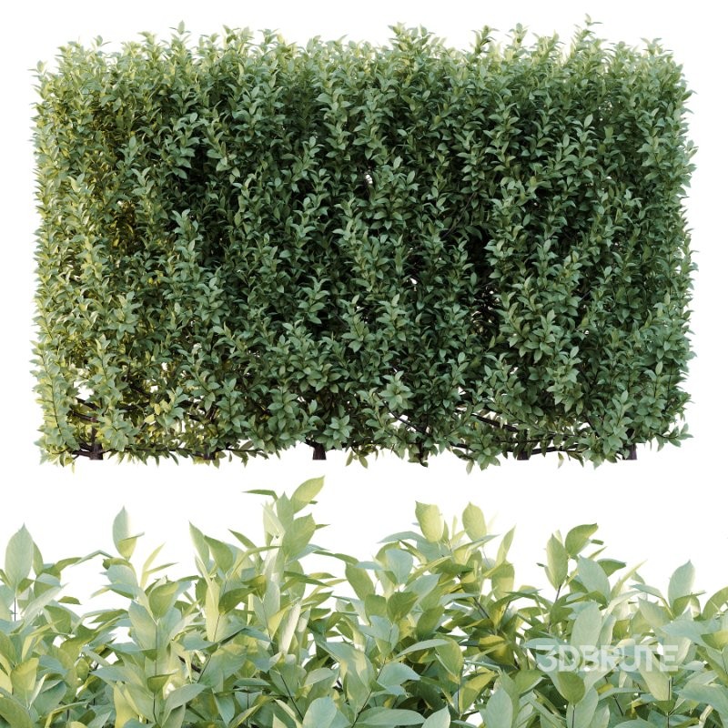 Frutices Fortescue Euonymus 07 Image 2