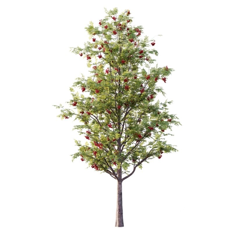 Rowan Fruit Tree 03 Image 2